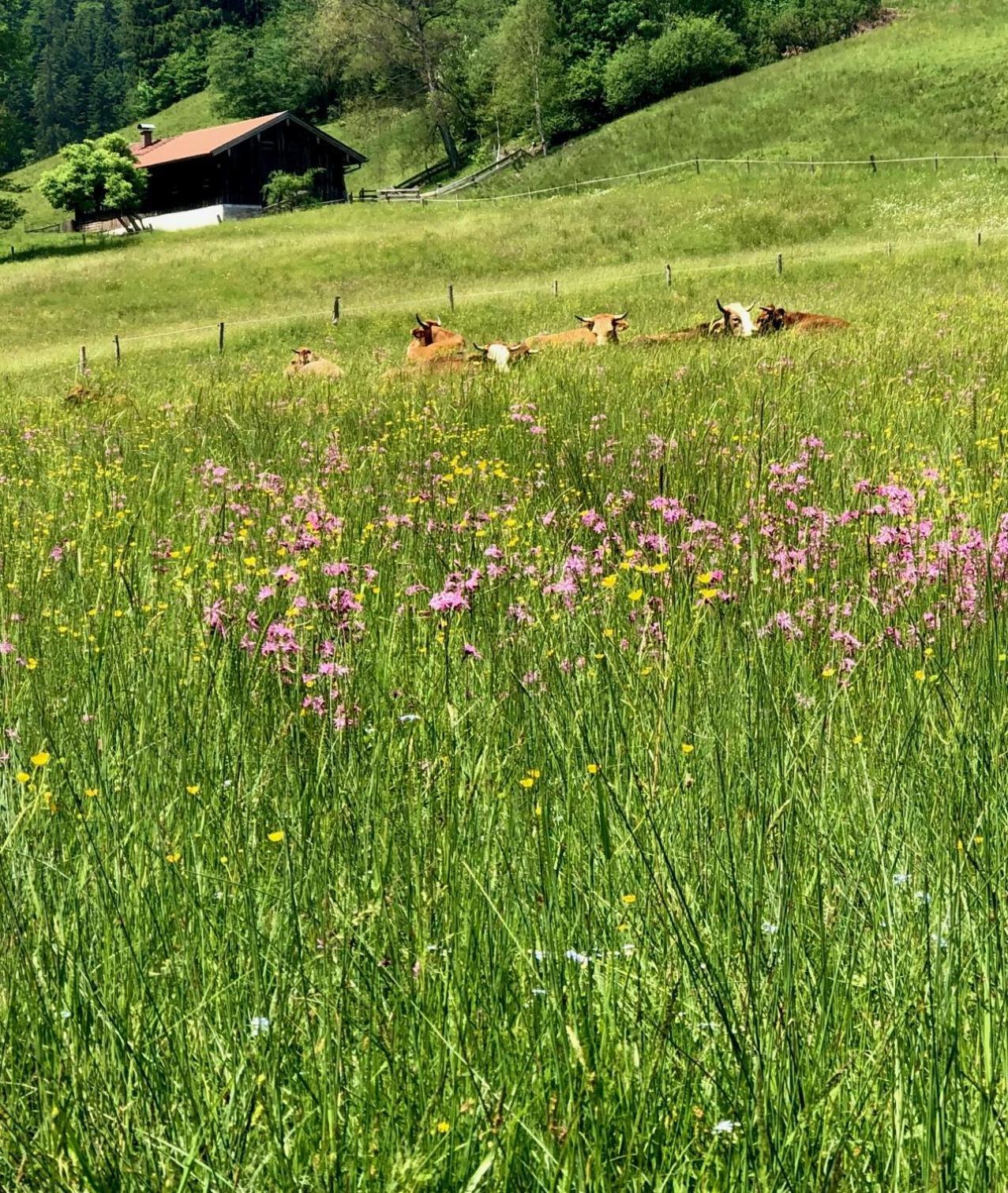 Alpenoase Schliersee - Grosse Suite Mit Sauna Oder Gemuetliche Studio Appartements חדר תמונה